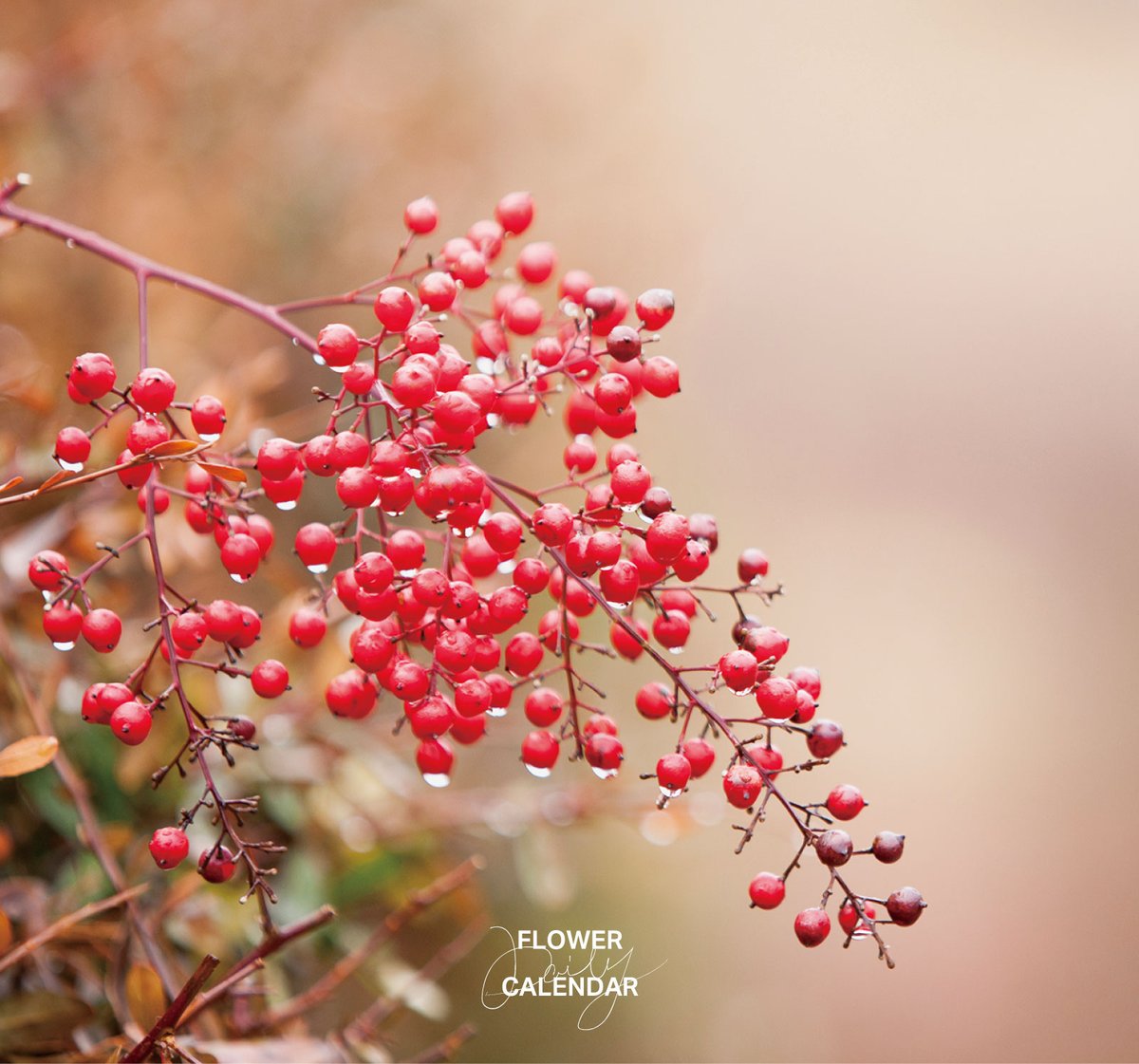 543life's tweet image. ナンテン｜花の日めくり

花言葉「私の愛は増すばかり」

冬に赤く丸い実をつけるメギ科の常緑低木で、夏から秋に白い花を咲かせます。
「難を転じる」に通じる名前から、正月の縁起物として愛され、おせち料理にも添えられます。

▼365日の花をまとめた「花の日めくり【2026】…