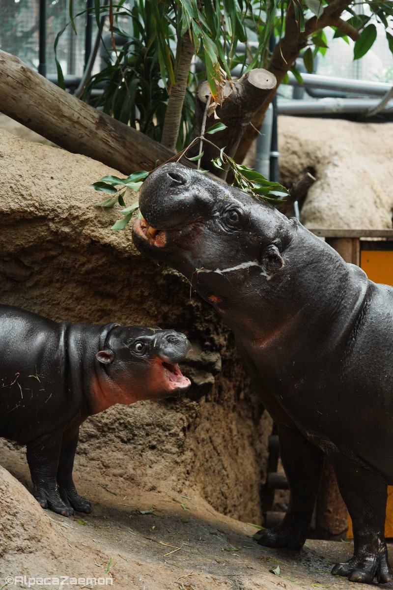 びっくり顔がとてもよい💯

コビトカバ
神戸どうぶつ王国