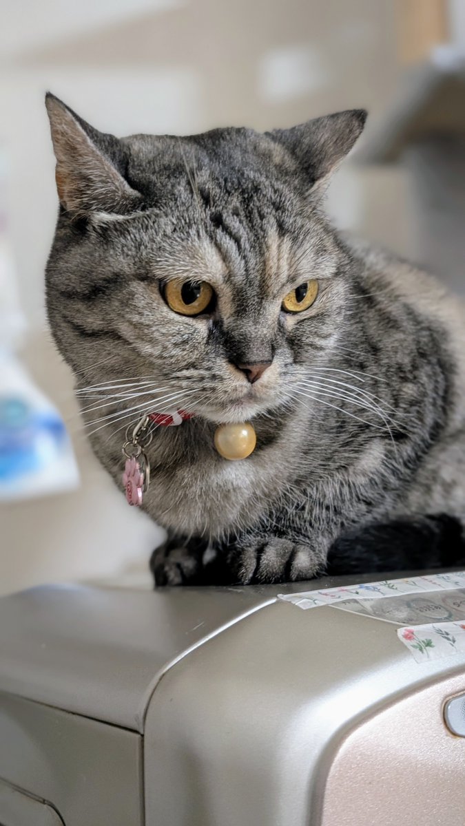 ねこさん⚡(ΦωΦ) (@catnap707) / Posts / X