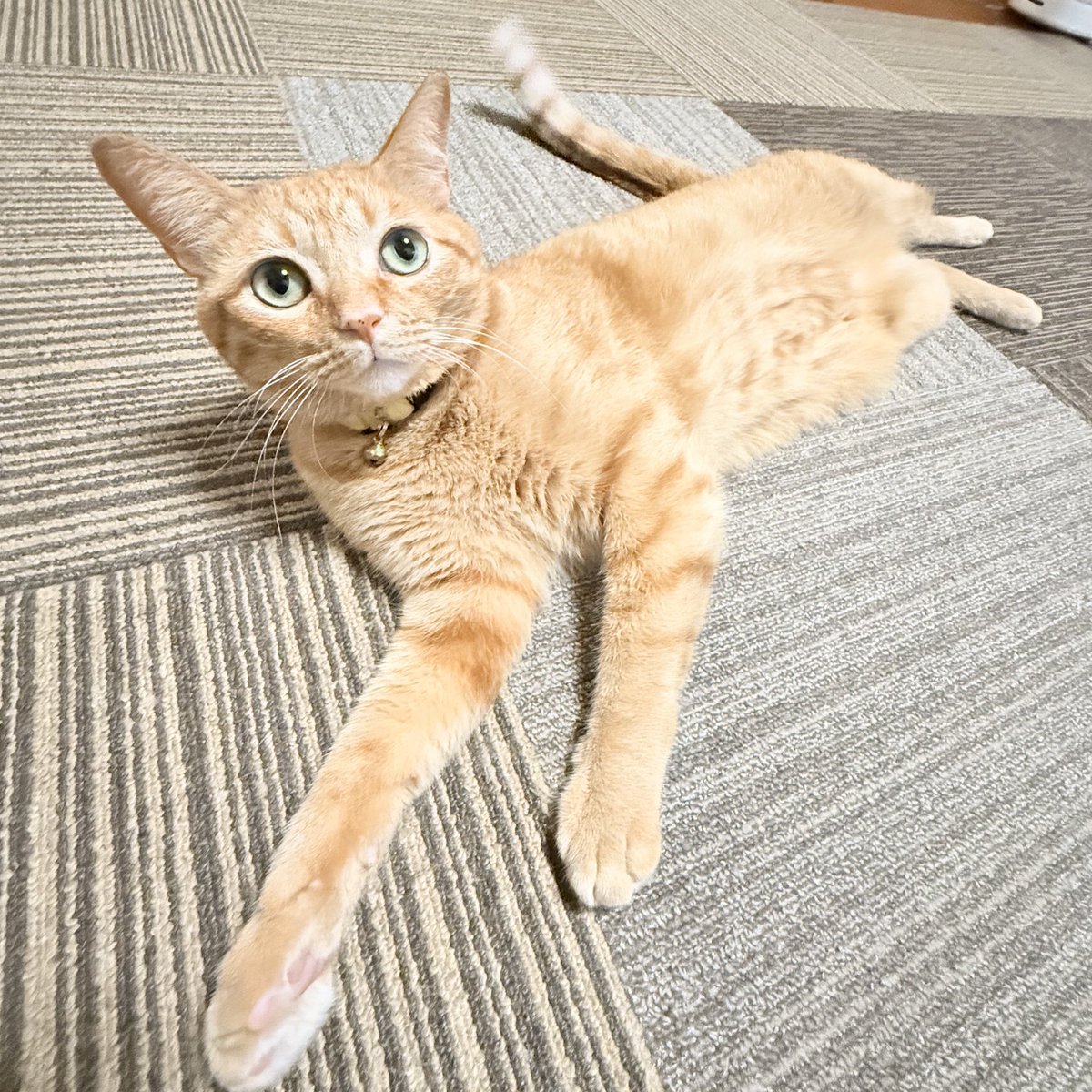 おねこさん🐈 (@moto_jia) / Posts / X