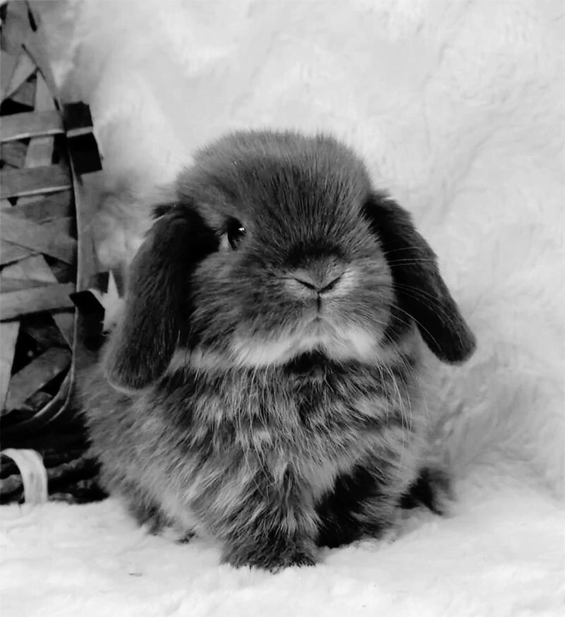 Bunnies (@bunnies) on Twitter photo 