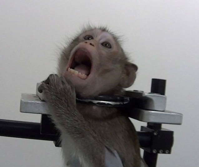 Más de mil macacos de cola larga van a ser enviados a su masacre en laboratorios en menos de 24 horas.

En este momento, la aerolínea SkyTaxi está usando 2 de sus 3 aviones para hacer estos atroces transportes. Mientras que uno acaba de aterrizar en Toulouse cargado con cientos