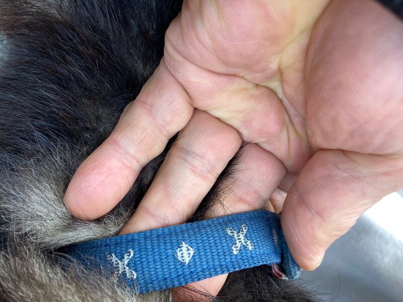 迷子犬の飼い主さんを探しています🐕❗

【管理番号：25ADM251219】
室戸市領家町で保護された柴犬（オス）
青い布製首輪着用

心当たりのある方は
安芸福祉保健所へご連絡を！
📞（0887-34-3175）

拡散お願いします🙏

#高知県 #室戸市 #迷子犬 #保護犬