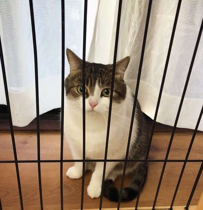 ニコです。 特典付き ゼンレスゾーンゼロ ニコ・デマラ 1/7 完成品フィギュア[APEX