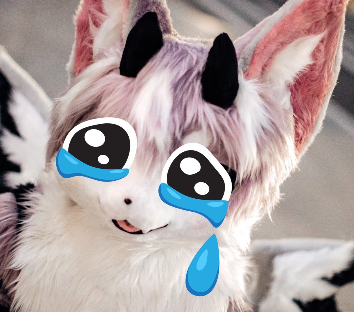 jido0914's tweet image. 서코가서 일반인 여성분들에게 많이 들은 말 중 하나가

-저기.. 그.. 엄.. ㅈ.. 죄송한테...

😼 (사진? 괜찮아요! 끄덕끄덕)

 -아니 그.. 손으로 삑삑이 소리 낼 수 있어요?

😿 아..(아니용과 화미를 툭툭치며) 해달래..

💙🖤 : (삑삑-)

-꺄아아아악!! 귀여워!!!!!!!!!!😍😍😍

...😿