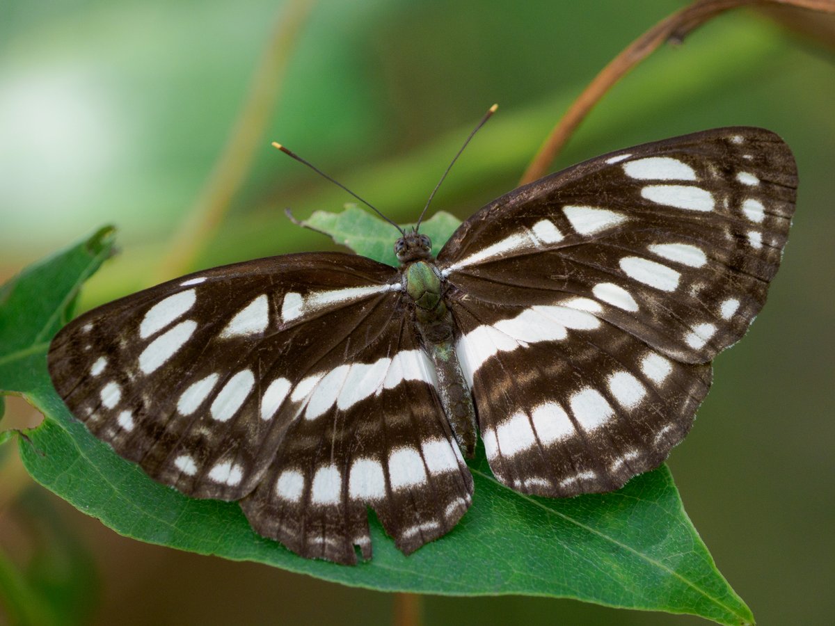 Actiusaliena's tweet image. リュウキュウミスジ