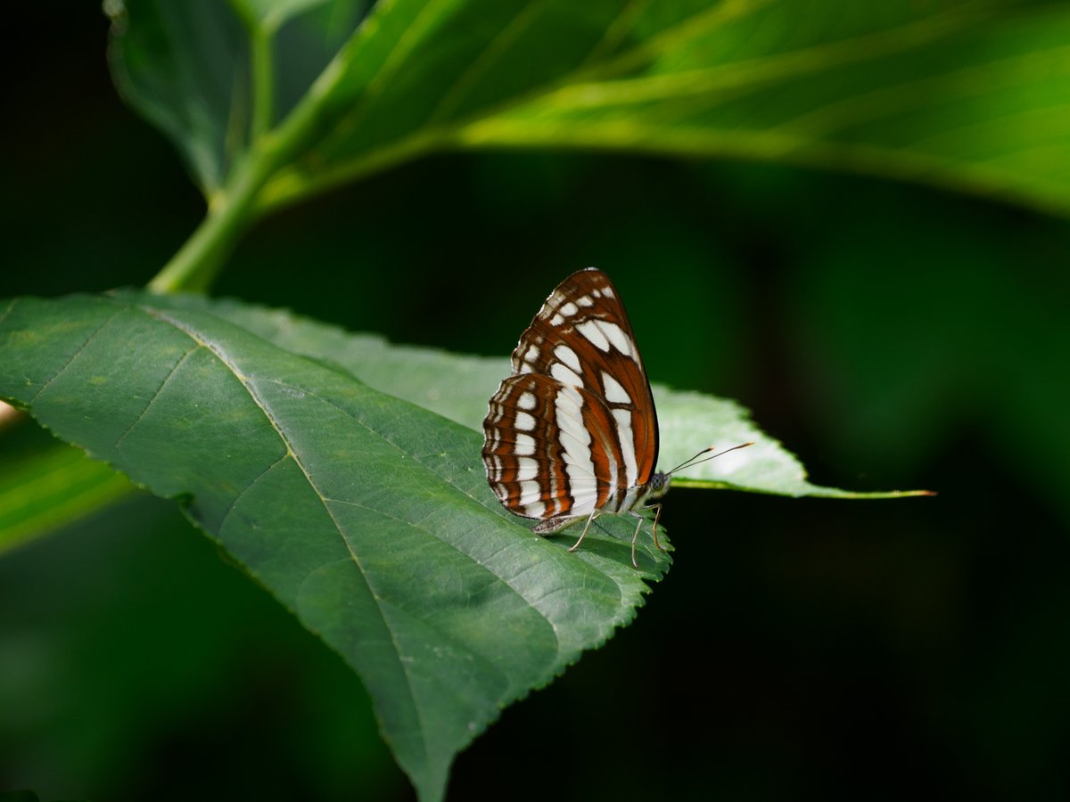 Actiusaliena's tweet image. リュウキュウミスジ