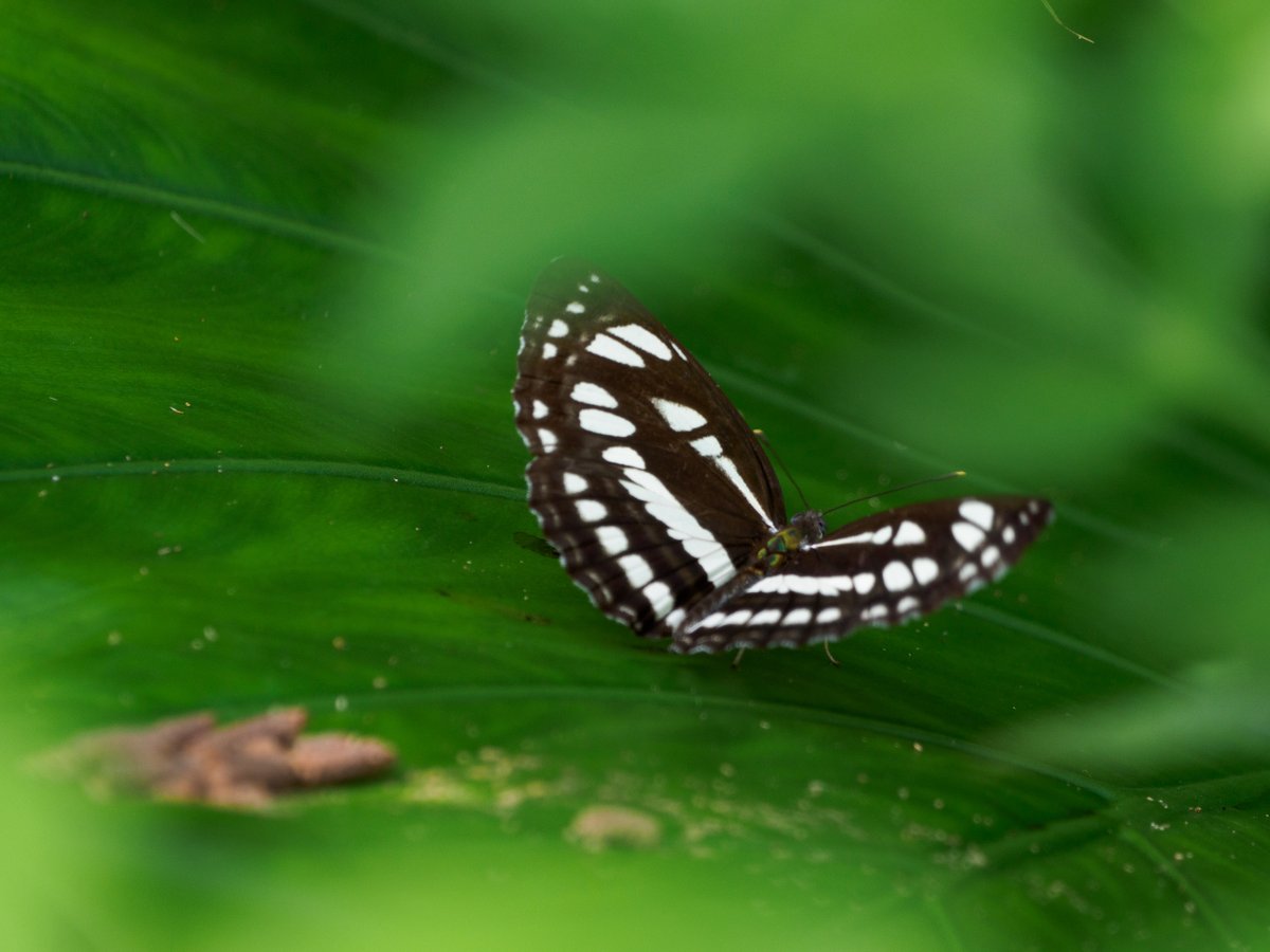 Actiusaliena's tweet image. リュウキュウミスジ