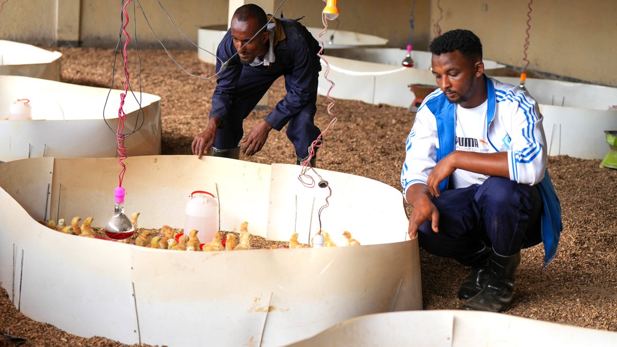 FAOEthiopia's tweet image. With USD 3.2M+ mobilized in #Oromia, #UPLIFT builds a commercially viable poultry ecosystem – enhancing skills &amp;amp; access to finance, stabilized input supply &amp;amp; improve market access for resilient rural poultry enterprises. Local solutions for local problems; a model ready to scale.