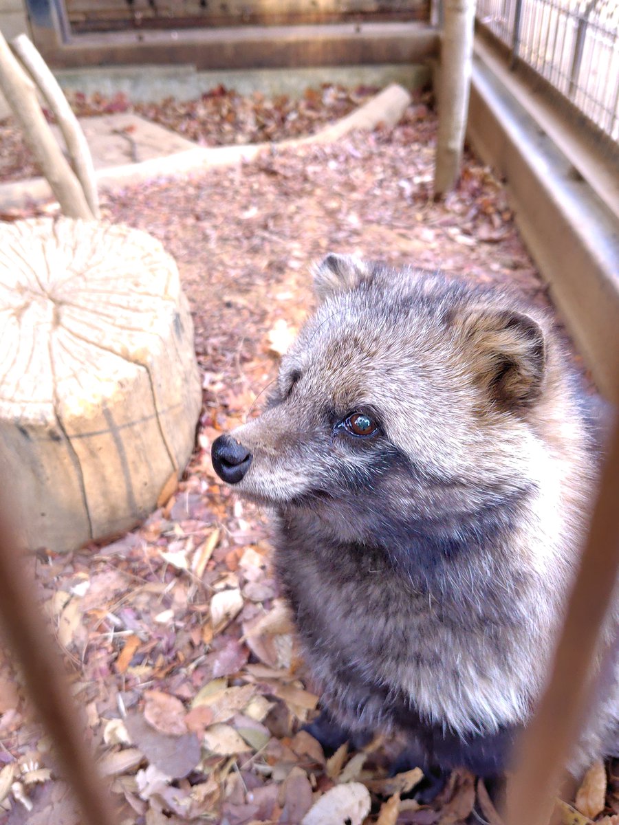 たぬきよ枠 眩しい陽差しを背に 走り出すたぬの画像 タイムライン いつものように