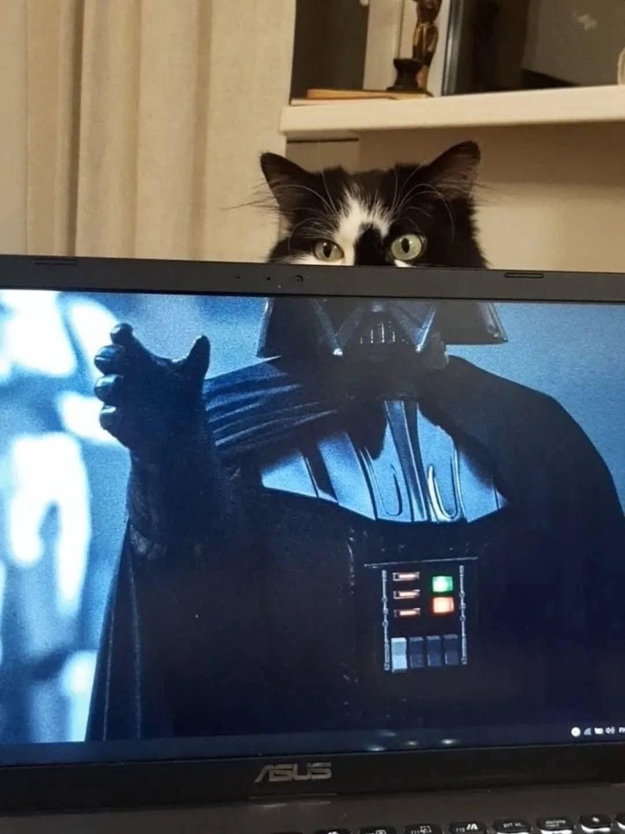 Meow force be with you.