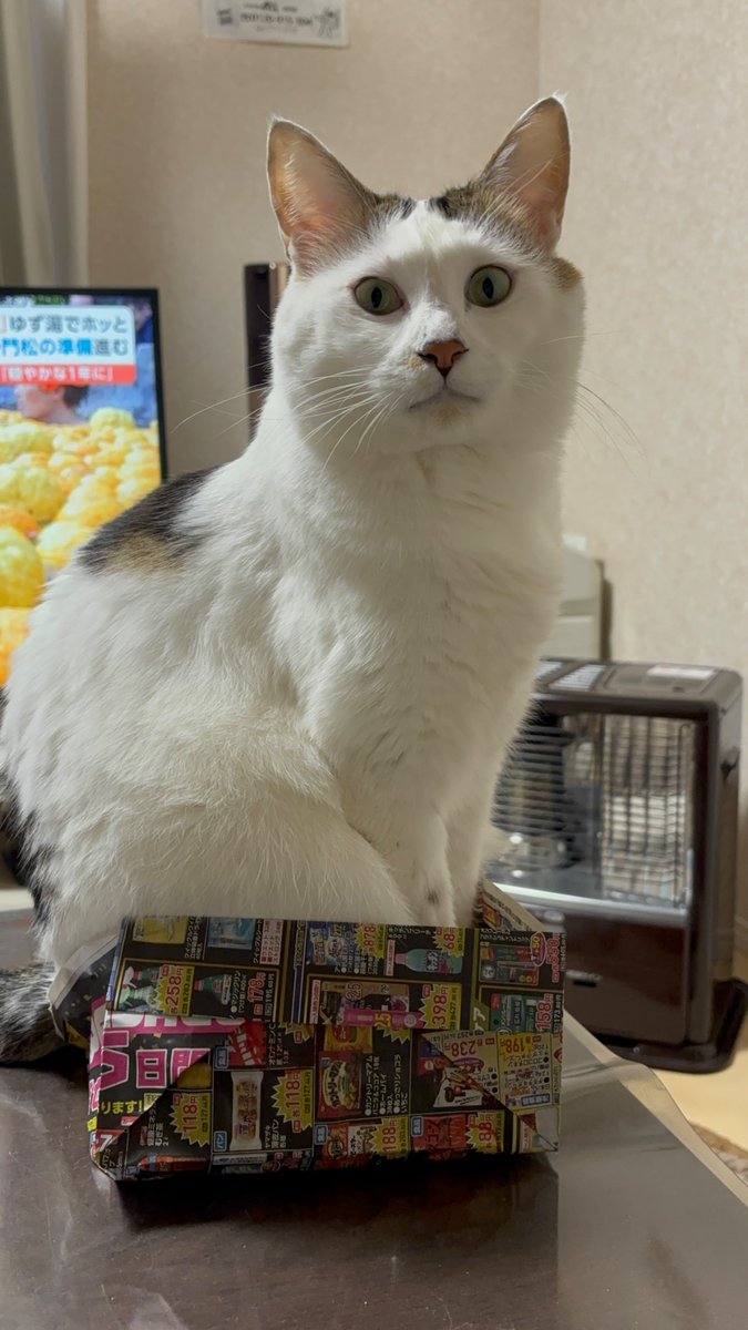 ゆみ (@yuminyanko0120) / Posts / X