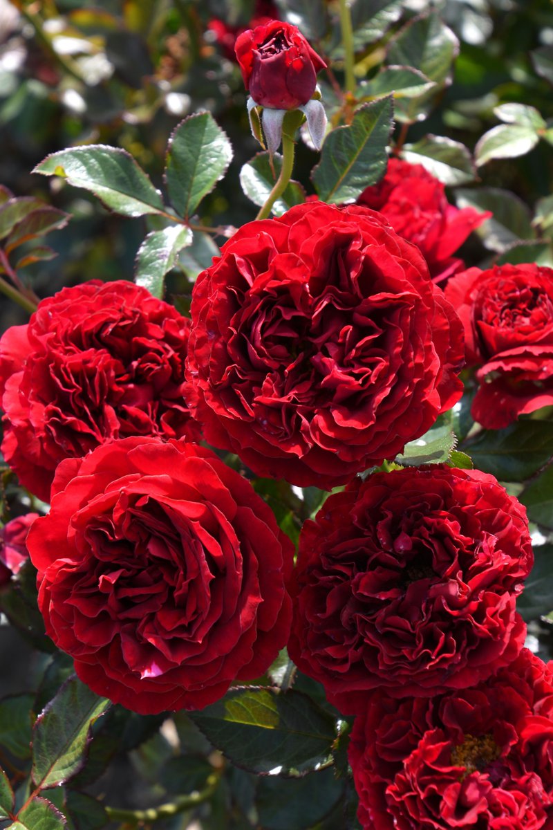 ラスト株！蕾付き❤️完全終了！超入手困難 和バラ苗 バラ苗 予約大苗 2026 マハネ Mahane 国産ノイバラ台木使用 | 予約大苗