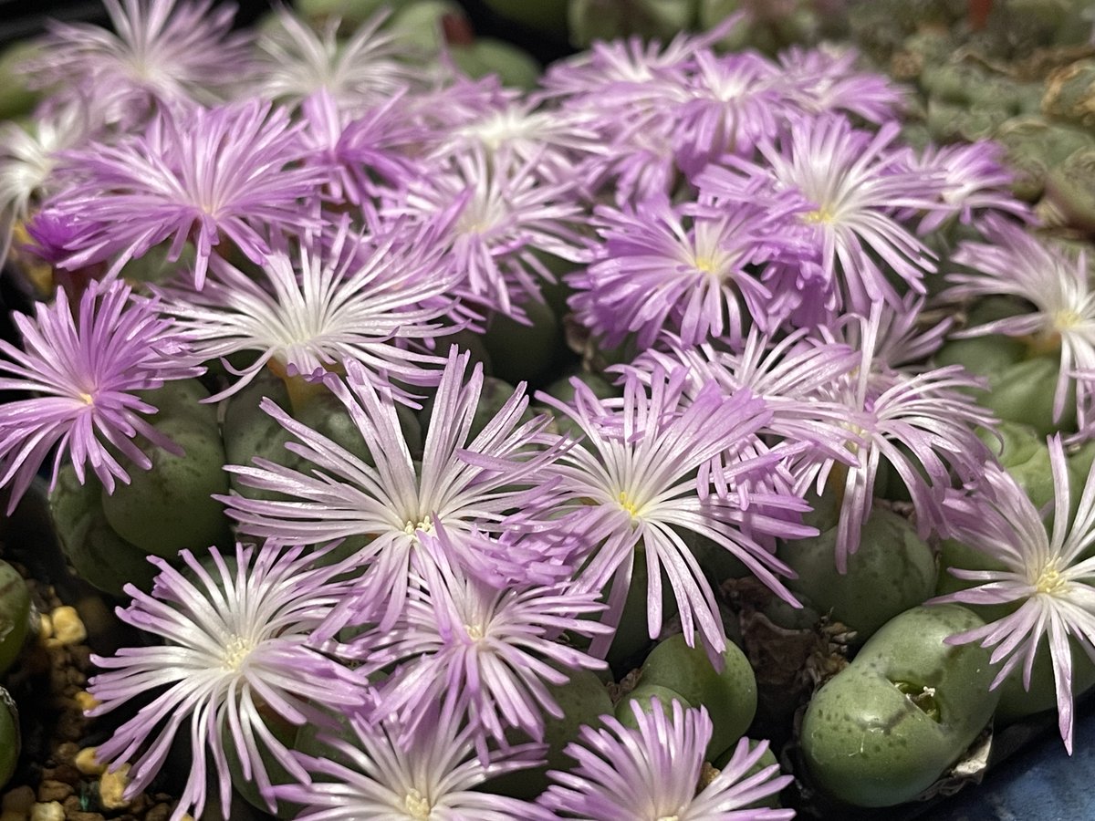 conocono (@Hiro_SUDO) / Posts / X