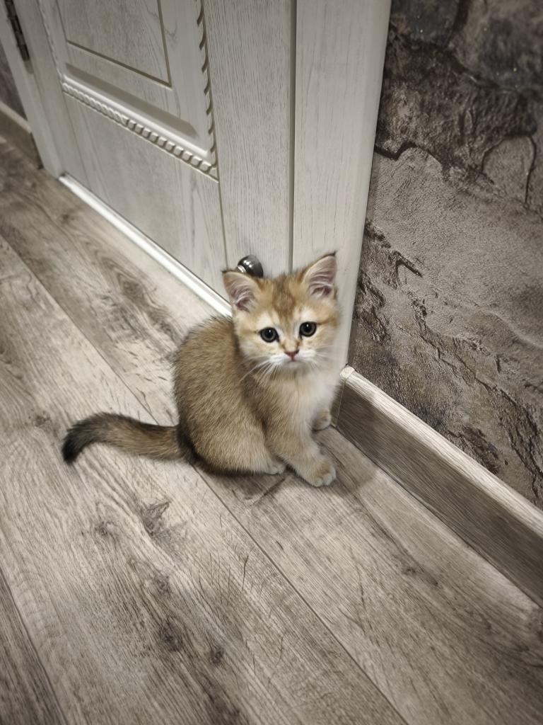 Это Муська. Она слишком маленькая чтобы проверять нашу работу, но следила внимательно. #пушистыйконтроль