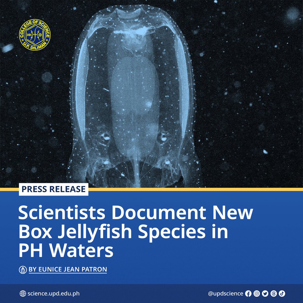 🪼 Marine researchers have documented several newly recorded box jellyfish species in the Philippines, marking a vital contribution to the country’s growing database of marine biodiversity. 

🔗 Read here: science.upd.edu.ph/scientists-doc…