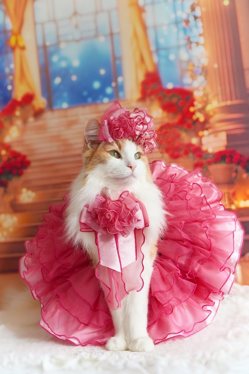 プリンセスのえこにゃ 👑+🏰=👸 @chachamama0515 寧々結屋さんの3点