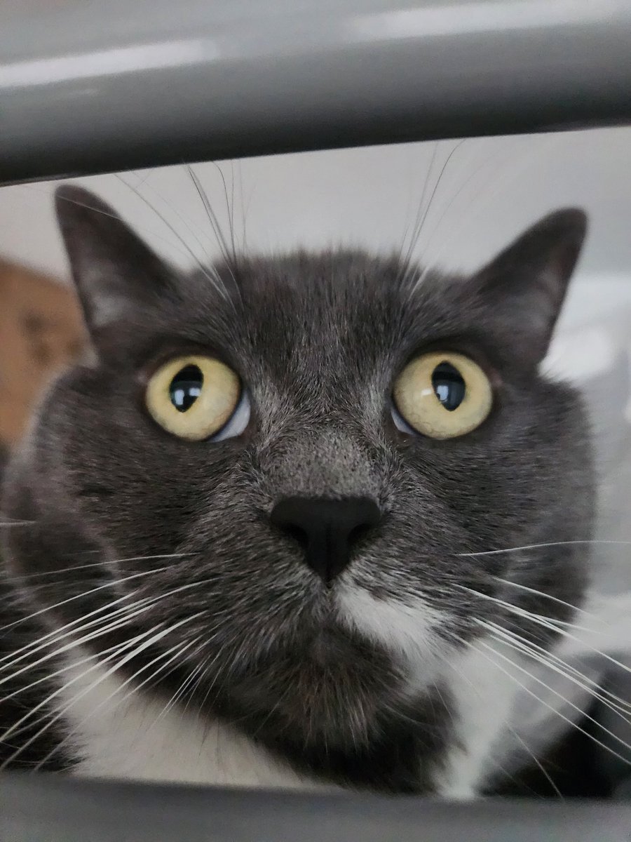 Oui pims : c'est lundi