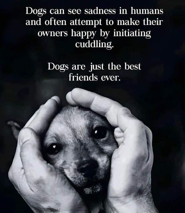 LouieKerr8's tweet image. 🐕💚