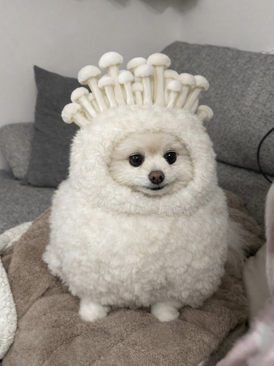 えのきちゃん可愛い