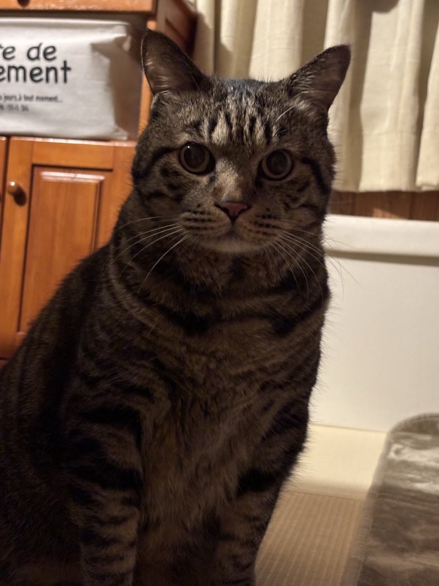 キジトラ虎三郎 (@TH82624015) / Posts / X