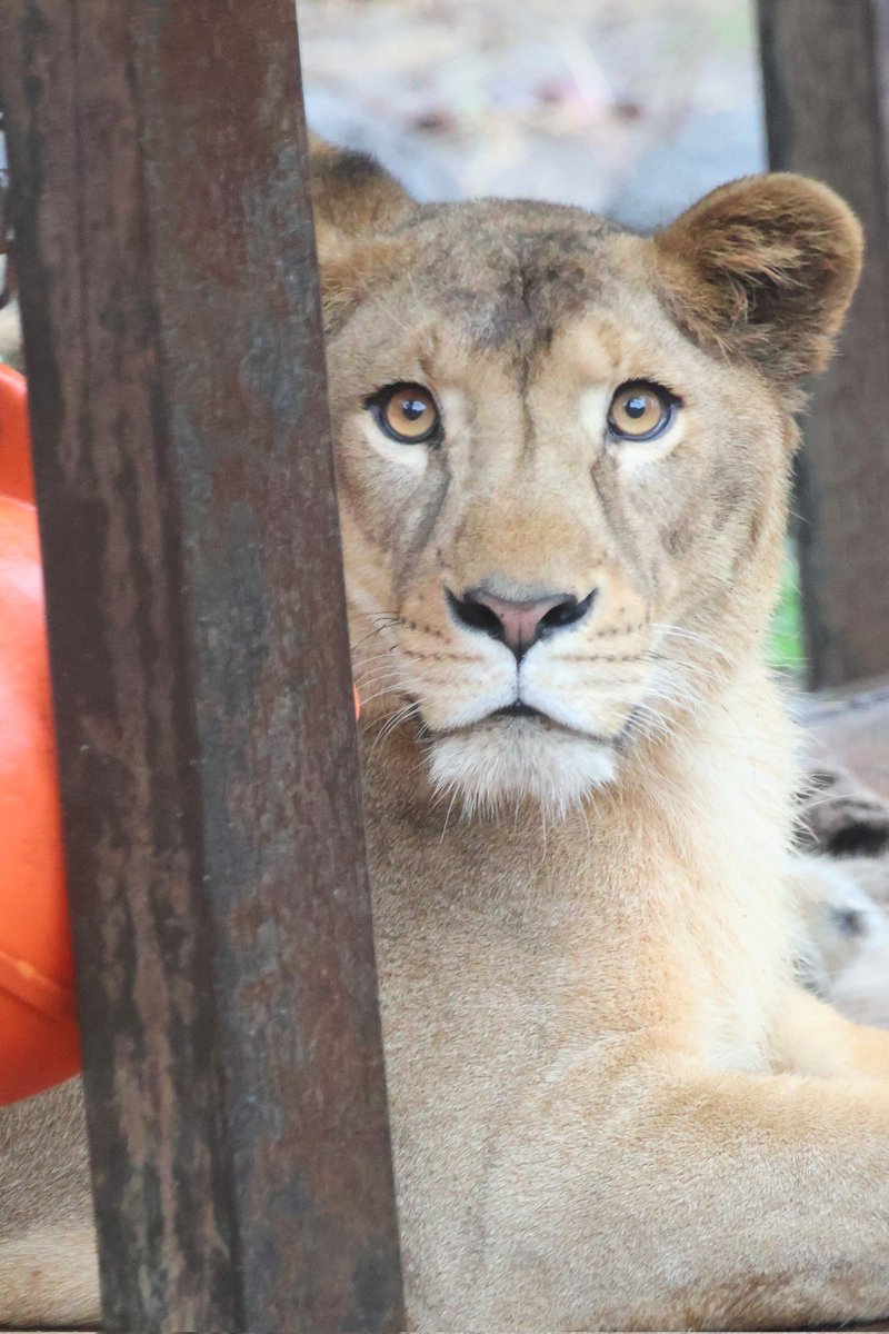 【らいおんぴいちゃん】 忍迅雷音-「愛 Shinobi Fire!!」M/V【SHOW BY ROCK!!】 - YouTube