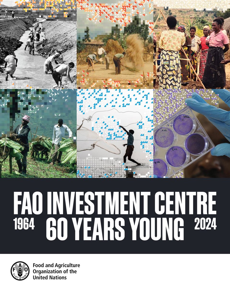 FAOInvest's tweet photo. Out now! “The FAO Investment Centre, 60 Years Young, 1964–2024” traces the Centre’s remarkable journey in its first 60 years – major milestones, key events, evolving approaches – becoming a trusted partner for agrifood investment and finance solutions

🔗https://t.co/YdOPNmw78q https://t.co/g8ytnpM9k1