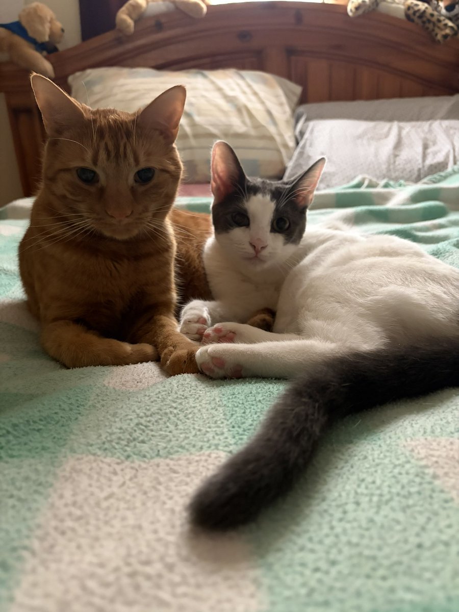 🦁Merry Christmas! Max here!
🐱And Fiji!
🦁We won’t won’t be around as much the next few days. You know how busy the holidays are. We will check in when we are able. 
🐱Happy Monday! We hope you have a pawsome day.