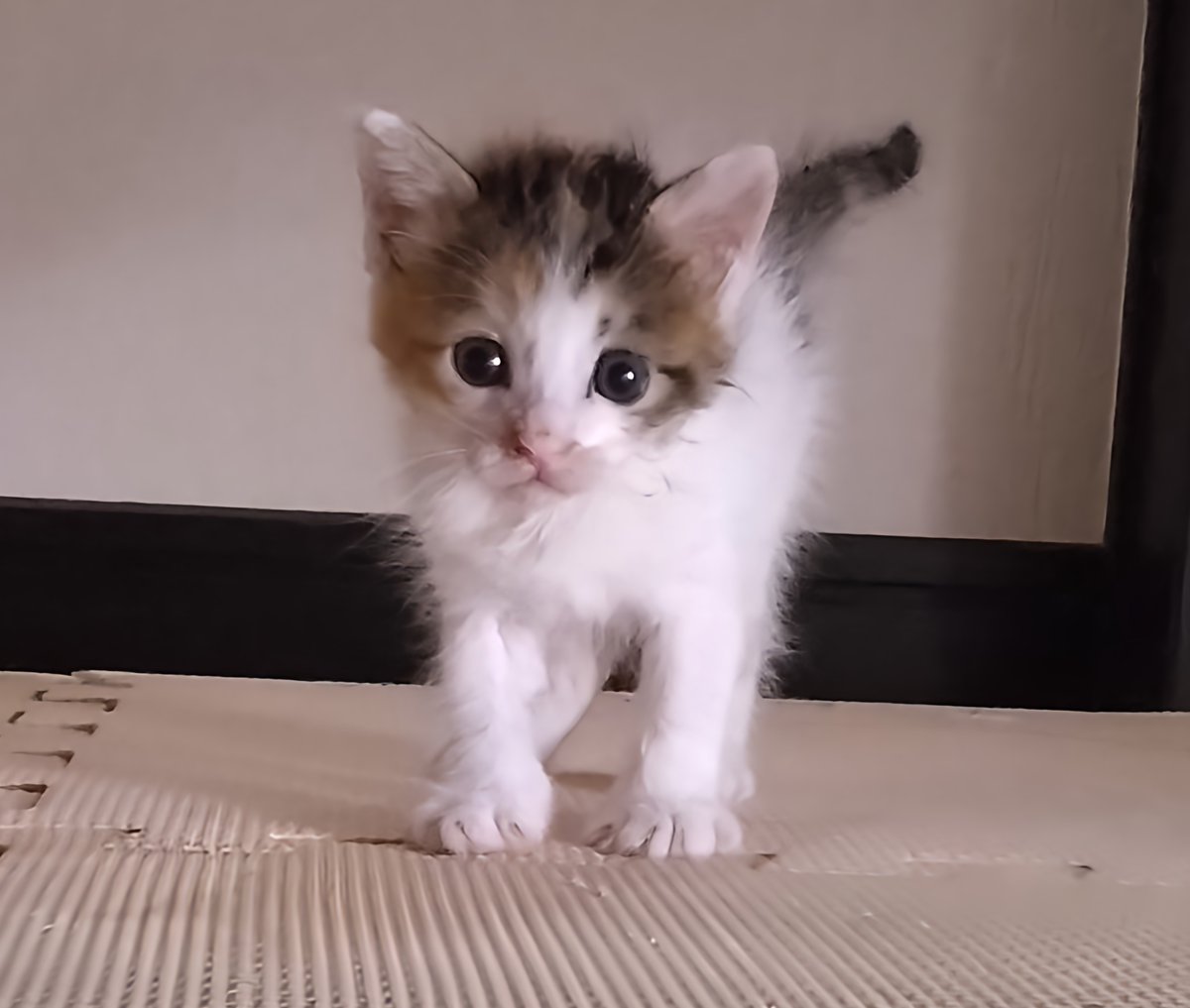 Post by トーコ on X: 拾った。