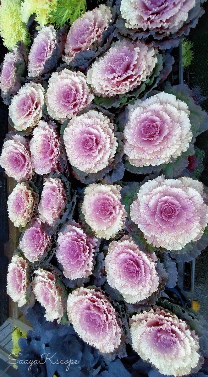 Flowers Community on X - 139.5K Members