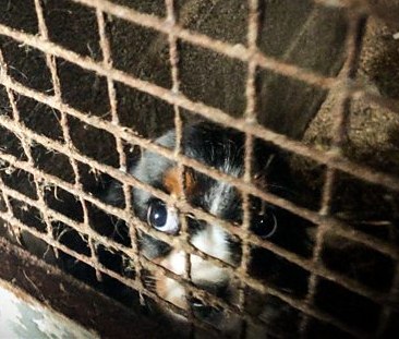 Hope Rescue tweet media