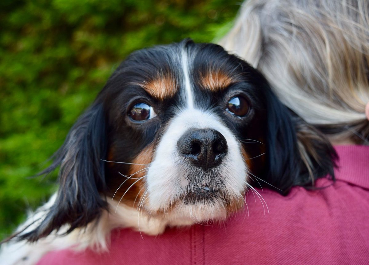 Hope Rescue tweet media