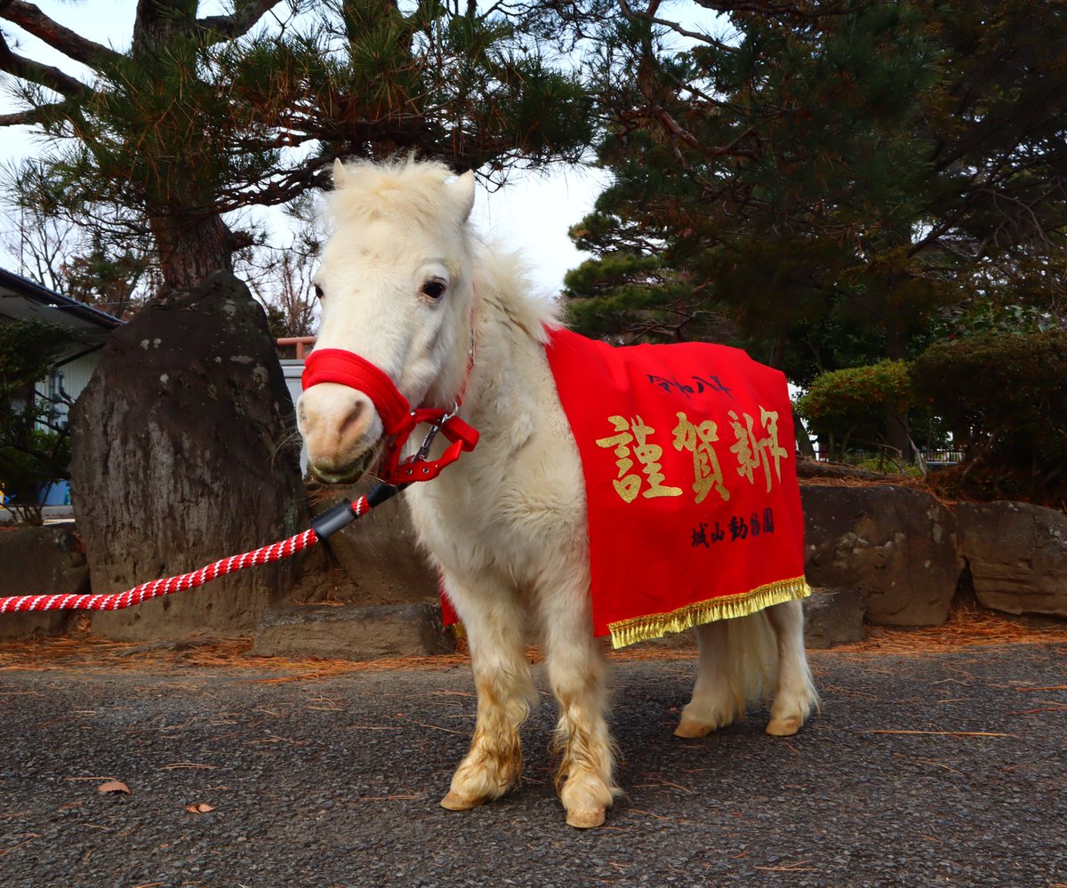 しぃたけ⛄️ (@shii_take_) / Posts / X