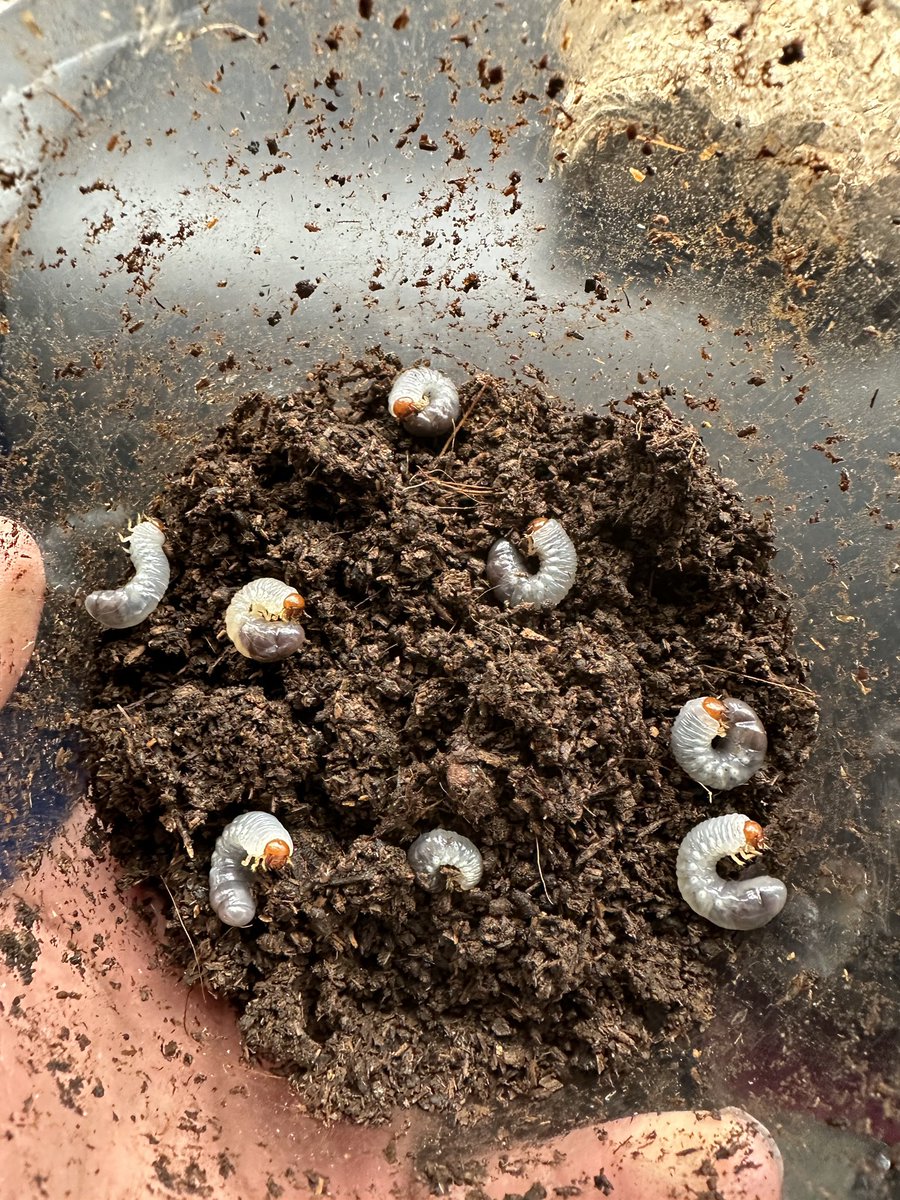 かぶぶくわわ (@mushi_lowkun) / Posts / X