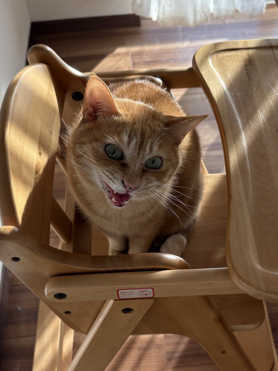 yonup__'s tweet image. 🐱ｺﾞﾊﾝﾏﾀﾞ???