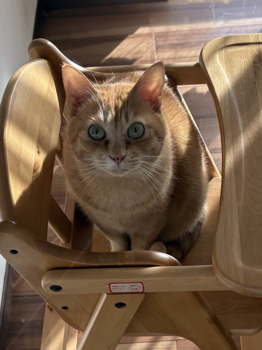 yonup__'s tweet image. 🐱ｺﾞﾊﾝﾏﾀﾞ???