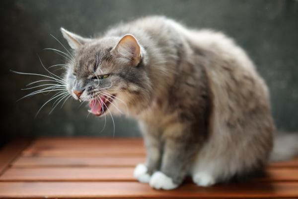 AnimalPedia_it's tweet photo. Rimedi naturali per il vomito del gatto https://t.co/32X7BfLqlr #gatti https://t.co/uce56kk0CN