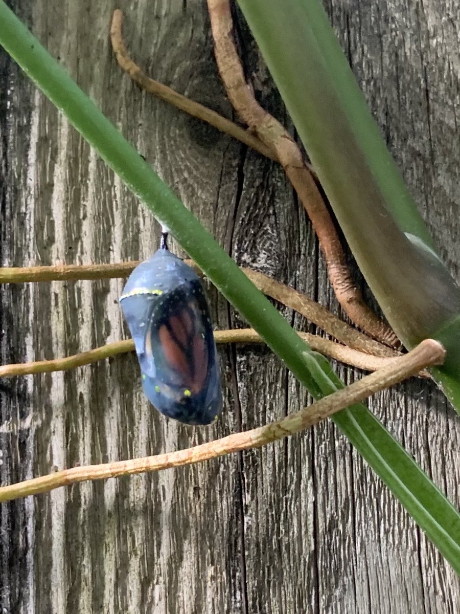 Merrineaux tweet media