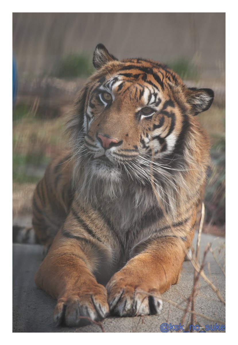 けーすけ (@ksk_no_suke) / Posts / X