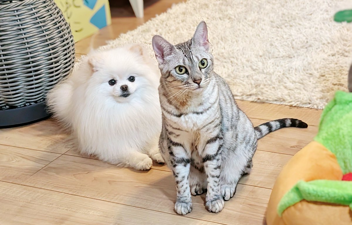 おこめ屋 (@chimaki0328) / Posts / X