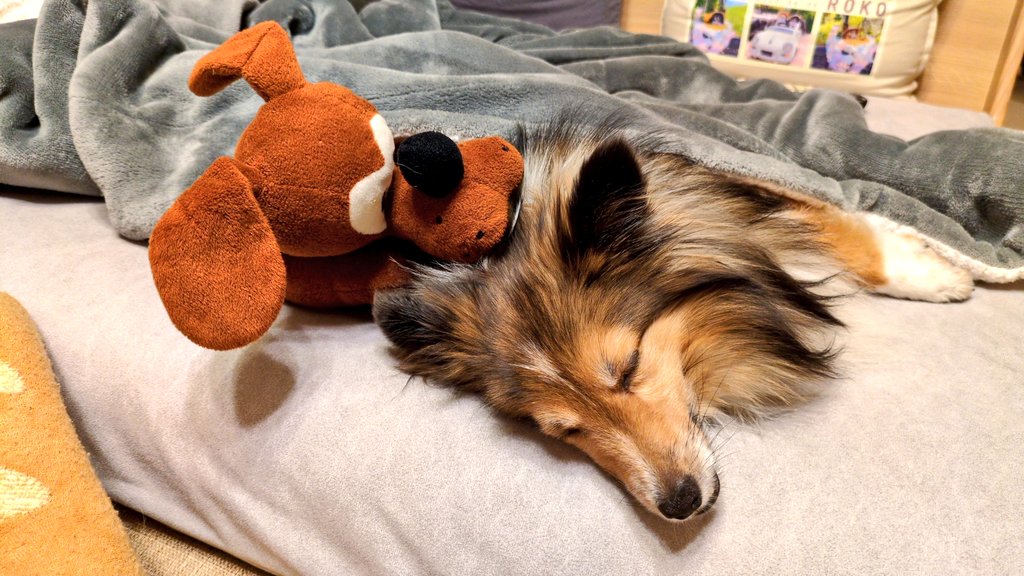 今年最後の月のモノが今年イチしんどすぎて寝込んでました😂更年期絡みもあるのかな。来月どうなるのか怖い💦
ムクロコが交代でソファベッドで寝てる私のところに来て寄り添ってくれた。優しさという抜け毛が鼻の奥にフガフガ染みたよ！🤧ありがとうね💖