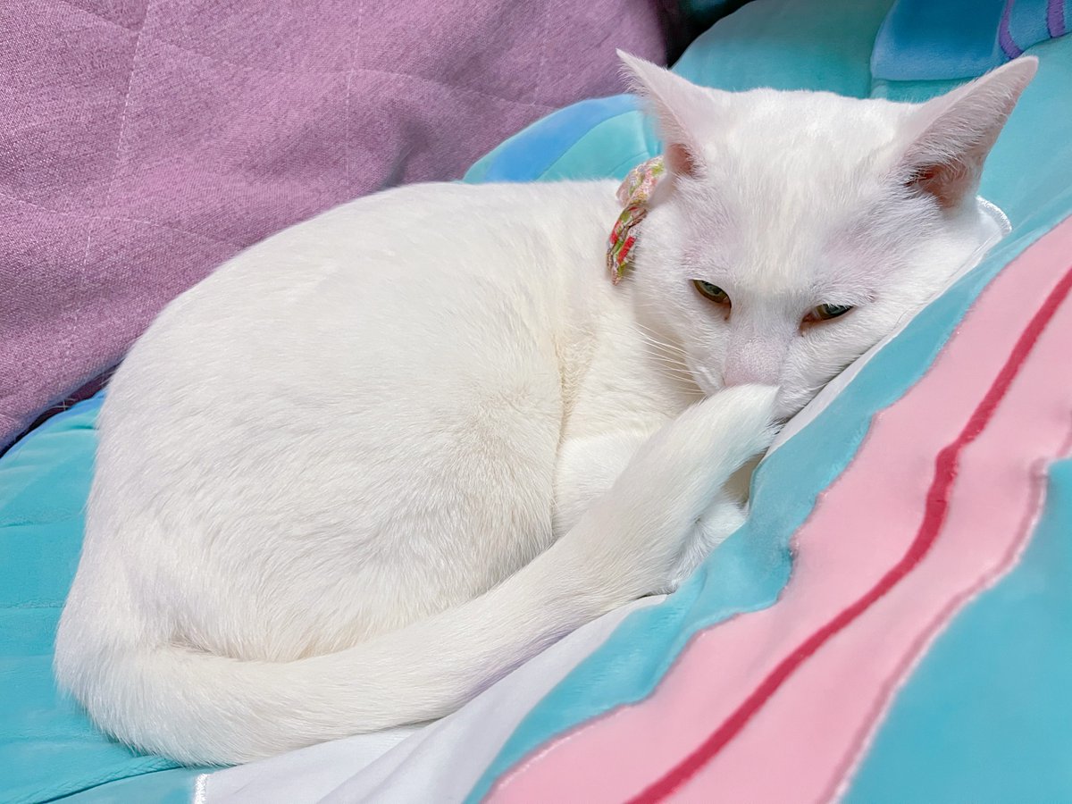 ごりちゃん (@gori_chan877) / Posts / X