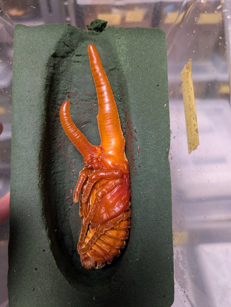 虫の兄ちゃん@兜鍬武蔵 (@anchan_kabukuwa) / Posts / X