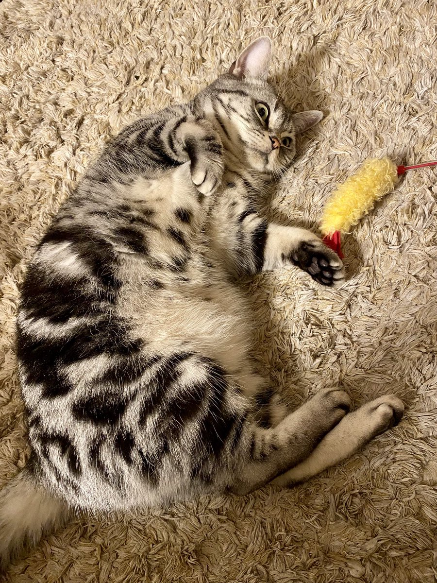 Yukikoをお布団の中からお届けします (@kouki03090619) / Posts / X