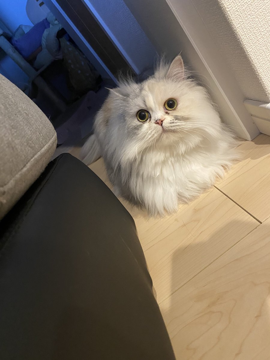 ◆ルナ (プロフご確認お願いいたします！)◆ ルナちゃん🎀成長日記🫧 (@cat1121cat) / Posts / X