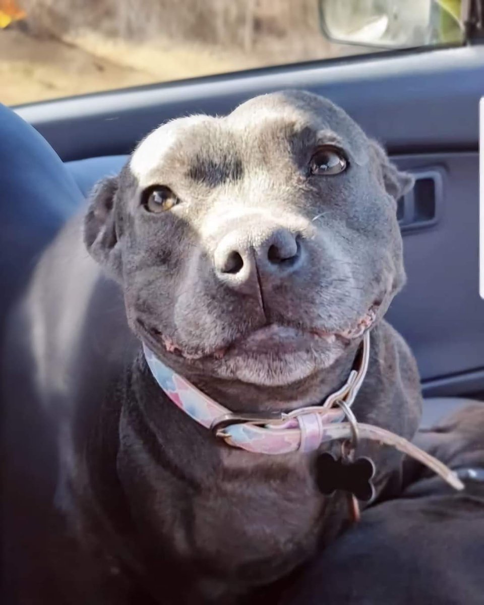 Best in Dogs tweet media