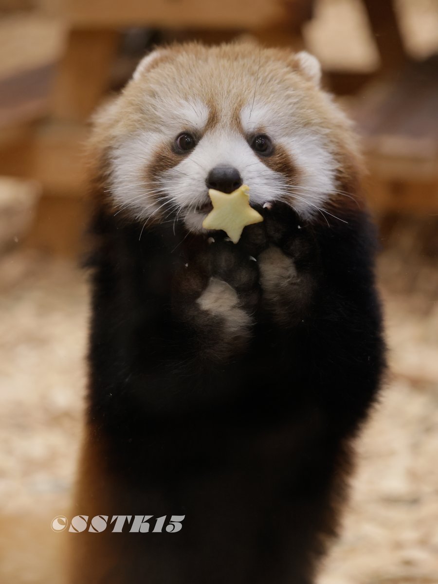 なんて可愛い子なんや…🙏🙏🙏
#日本平動物園 
#レッサーパンダ 
#ななこ