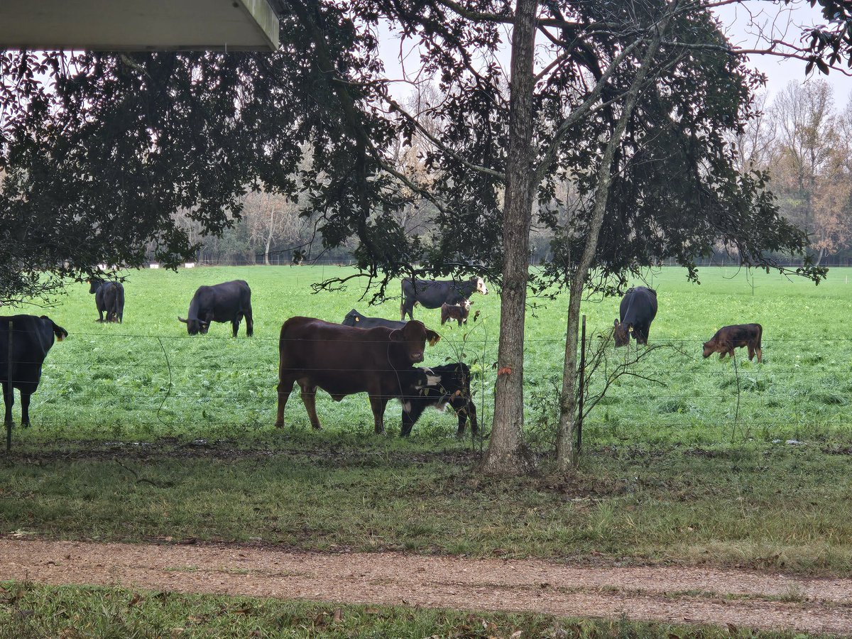 D7Homestead's tweet image. Good rainy morning!