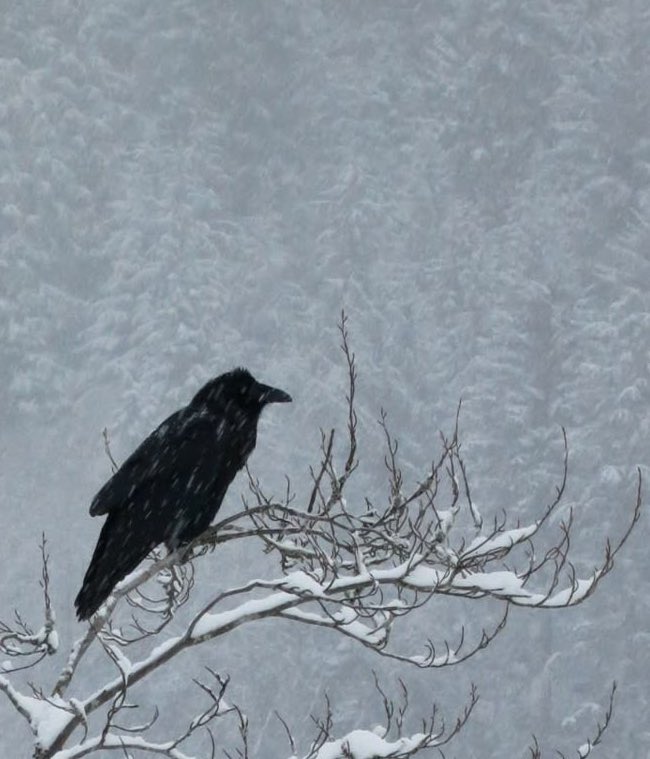 Raven (learning arc) tweet media