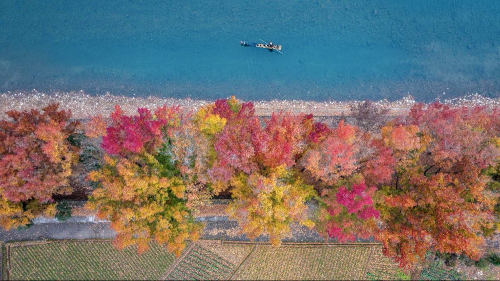 Shadowmoveup's tweet image. 染开红枫古道